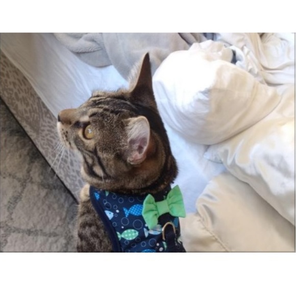 Bond & Co Other - 🎉 5 for 25 sale!! 🎉 PETCO Pet Harness